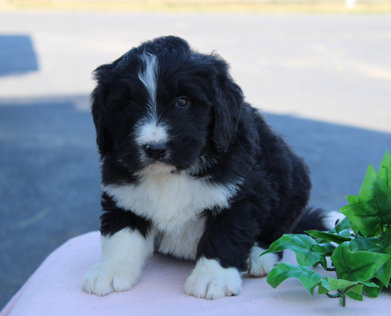 puppy, for, sale, Mini Golden Doodle F1, Matthew B. Stoltzfus, dog, breeder, Gap, PA, dog-breeder, puppy-for-sale, forsale, nearby, find, puppyfind, locator, puppylocator, aca